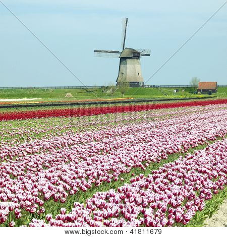 větrný mlýn s Tulipán pole poblíž Schermerhorn, Nizozemsko