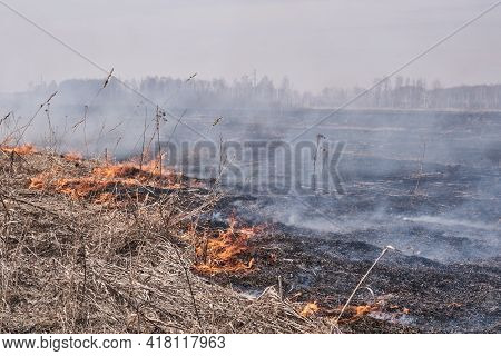 In The Spring, Dry Grass Burns On The Field. Grassroots Natural Fire.