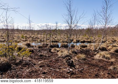 Early Spring At Low Peat Bog. Moor During Bright Spring Day. Bog Trees At Wetland. Marsh With Birch 