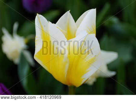 Lebeautiful Bi-color Of Yellow And White Fosteriana Tulip 'sweetheart' Flowers
