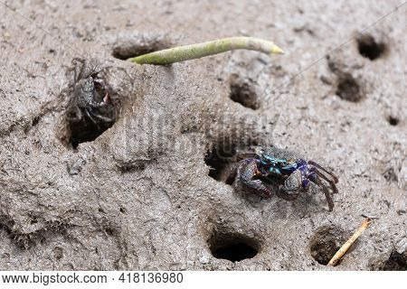 Perisesarma Eumolpe Indiarum Crab