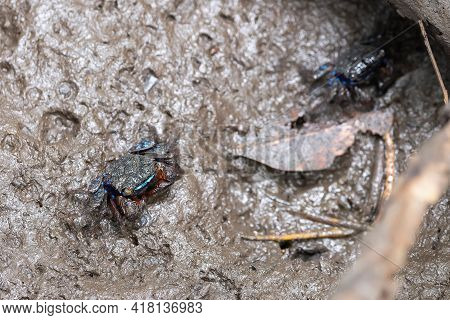 Perisesarma Eumolpe Indiarum Crab