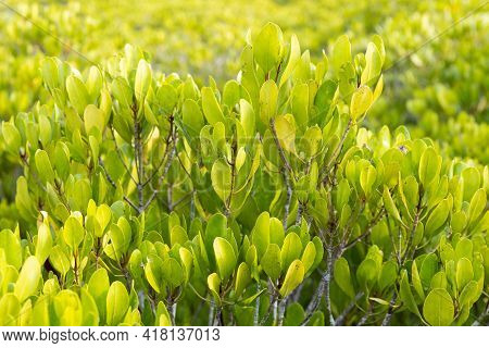 Ceriops Tagal Leaf