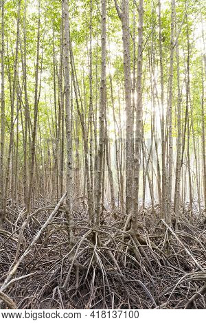 Rhizophora Apiculata Blume Forest