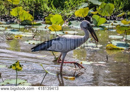 Asian Openbill Or Asian Openbill Stork Is A Large Wading Bird In The Stork Family Ciconiidae.