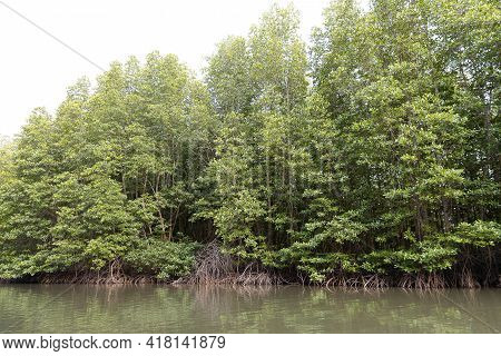Rhizophora Apiculata Blume Forest