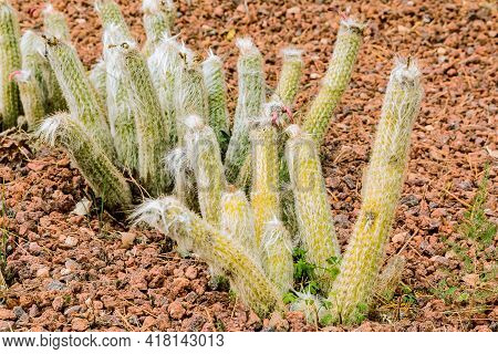 Several Cactus Plants Oreocereus Celsianus From The Desert Of Bolivia, Chille And Peru Without Flowe