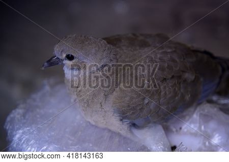Pigeon Nice Bird Close Up On The Teracce