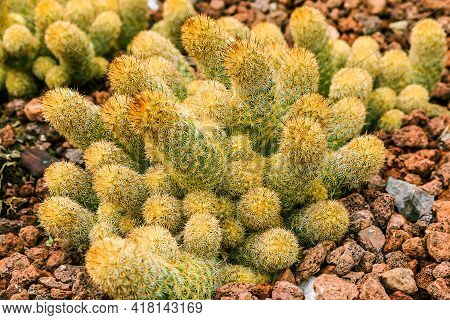 Detail Shot Of Cactus Mammillaria Elongata On Stony Ground In Autumn. Country Of Origin Guanajuato M