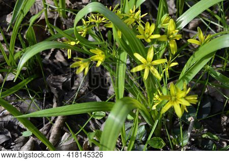 Yellow Gagea Flower In A Forest At Spring