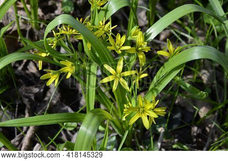 Yellow Gagea Flower In A Forest At Spring