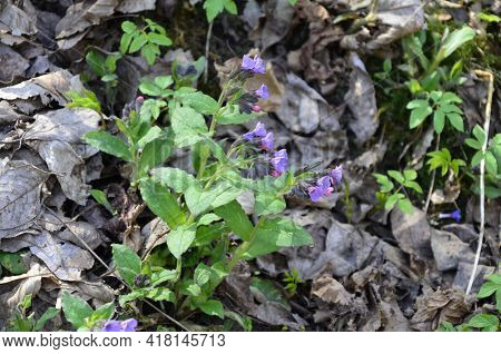 The Bouquet Of Pulmonaria Or Lungwort Multicolor Blue, Magenta, Red And Purple Blooming Flowers.