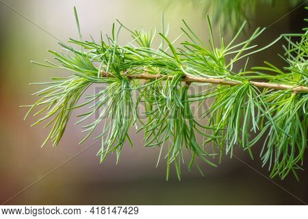 Young Branches Of Larch. Closeup Of Green Larch Young Needles. Larix Sibirica, The Siberian Larch Or
