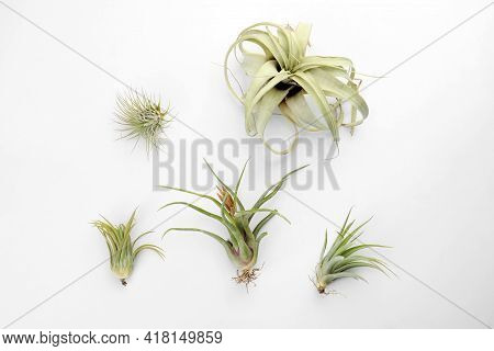 Beautiful Tillandsias On White Background, Flat Lay. Exotic Houseplants