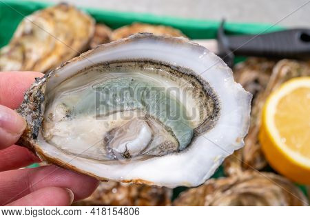 Eating Of Fresh Big Raw Fine De Claires Vertes Green French Oysters From Marennes-oleron