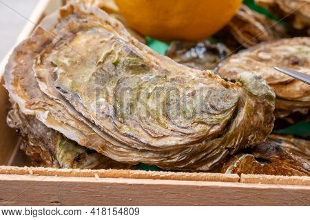 Eating Of Fresh Big Raw Fine De Claires Vertes Green French Oysters From Marennes-oleron