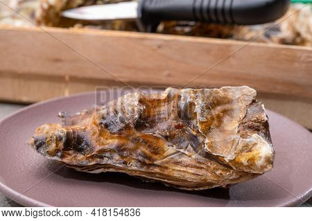 Eating Of Fresh Big Raw Fine De Claires Vertes Green French Oysters From Marennes-oleron