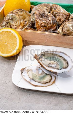Eating Of Fresh Big Raw Fine De Claires Vertes Green French Oysters From Marennes-oleron