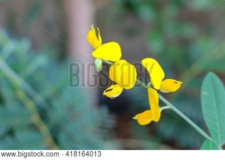 Yellow  Flowers Blooming In Summer In Thailand.