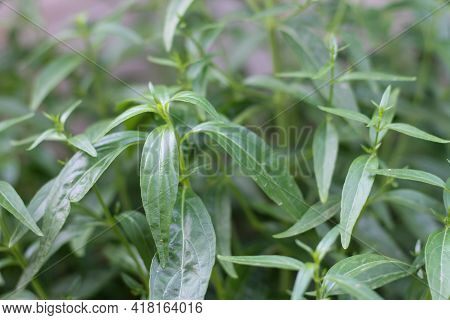 And The Leaves Of The Paniculata Are Green.