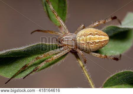 Grass Neoscona Spider