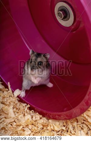 Campbell's Dwarf Hamster