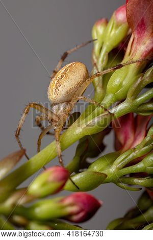 Grass Neoscona Spider