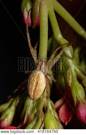 Grass Neoscona Spider