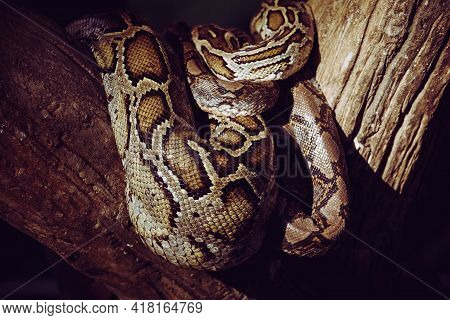 Close-up Of A Big Reticulated Python Or Malayopython Reticulatus Curl Oneself Up On A Wooden Branch