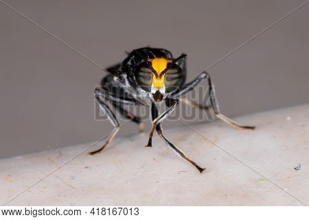 Adult Soldier Fly