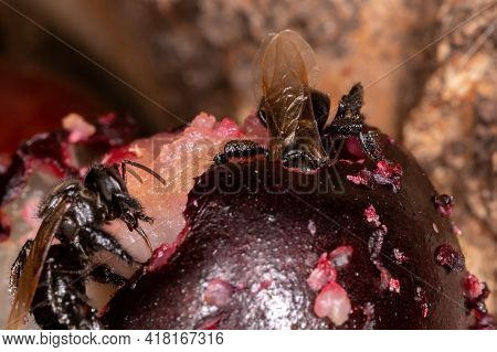 Black Stingless Bee