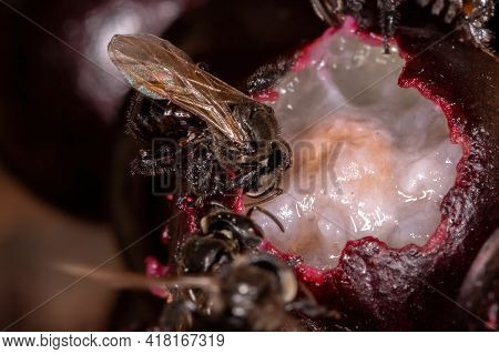 Black Stingless Bee