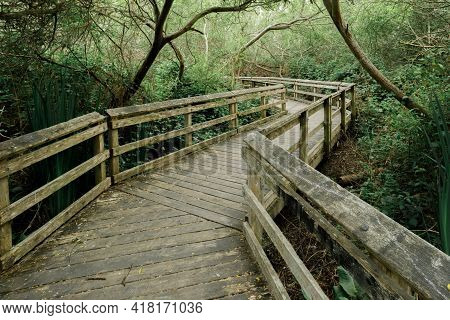 Winding Boardwalk Crossing Wetlands. Neary Lagoon, Santa Cruz County, California, Usa.