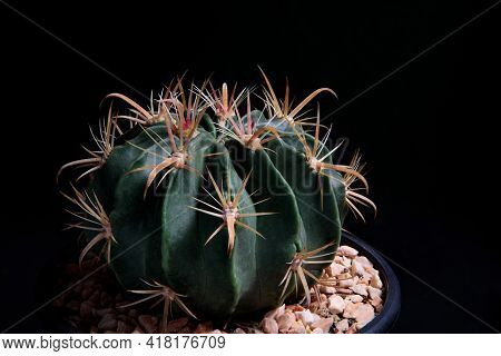 Close Up Ferocactus Wislizenii,fishhook Cactus Against Dark Background