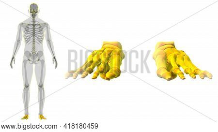 Human Skeleton Foot Bones Anatomy For Medical Concept