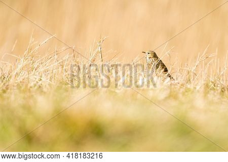 Tawny Pipit, Meadow Pipit Sitting In The Grass Of A Meadow. Small Brown Passerine Bird With A Stripe