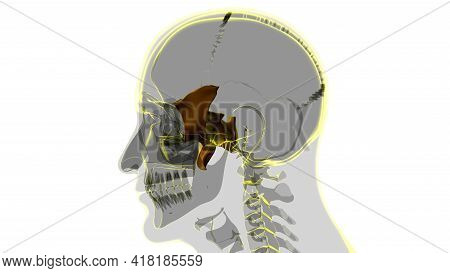 Human Skeleton Skull Sphenoid Bone Anatomy For Medical Concept