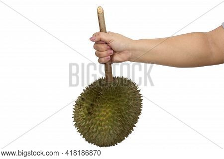 Hand Holding Monthong Durianon On White Background With Cipping Path.