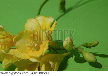 Freesia The Very Nice Spring Floer Close Up