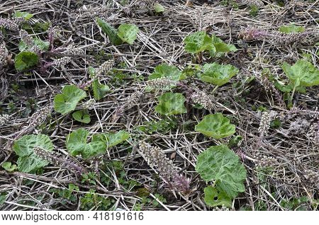 Inflorescences Of Butterbur, Pestilence Wort, Petasites Hybridus