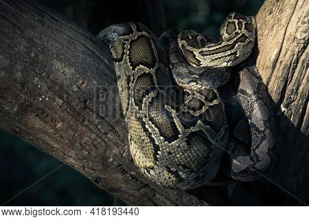 Close-up Of A Big Reticulated Python Or Malayopython Reticulatus Curl Oneself Up On A Wooden Branch
