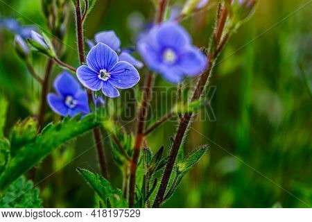 Blue True Forget-me-not (myosotis Scorpioides) Green Background.blue Wildflowers. Blue Flower Petals