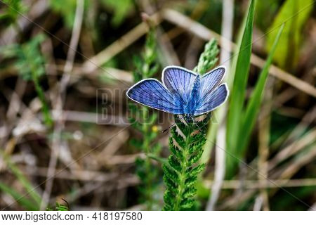 One Adonis Blue Butterfly On A Wild Meadow Flower Ready To Fly Close Up Macro.the Butterfly Sits On 