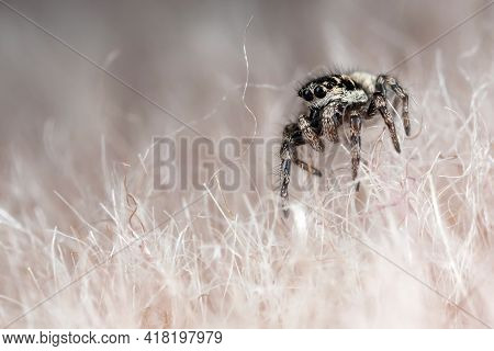 Funny Little Spider On A Synthetic Hairy Fur