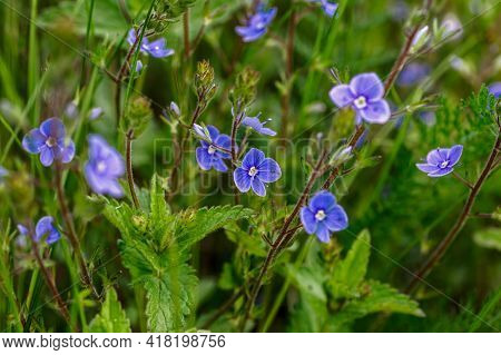 Blue True Forget-me-not (myosotis Scorpioides) Green Background.blue Wildflowers. Blue Flower Petals