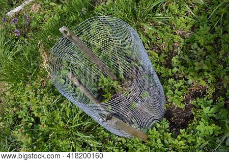 A Young Actinidia Plant Protected By A Metal Net.
