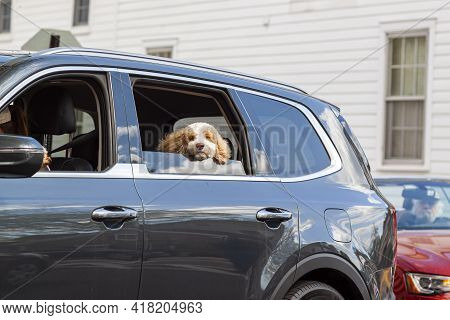 A Spaniel Puppy With Fluffy Light Brown And White Furs And Large Flappy Ears Is Travelling At Backse