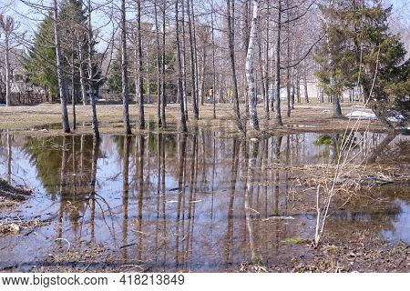 Melted Puddles With Visible Reflections Of A Birch Grove. Thawed Puddles In A Birch Grove. Early Spr