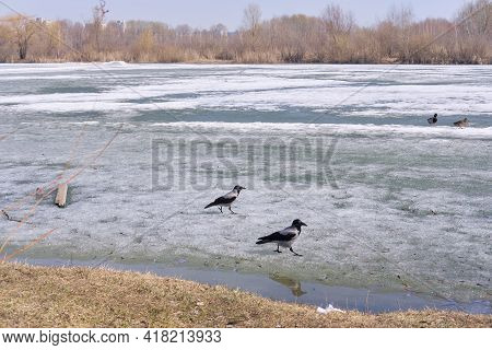 2 Crows Are Walking On The Icy Lake. Birds In Winter. Chunks Of Ice Floating On River. Drifting In E