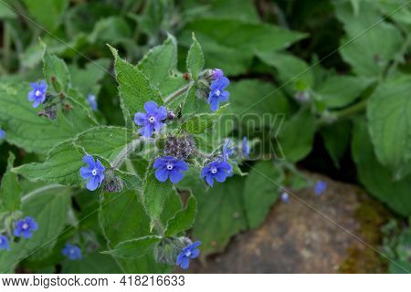 Pentaglottis Sempervirens Or Green Alkanet Or Evergreen Bugloss Flowers And Buds Closeup